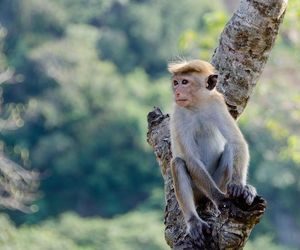 Sri Lanka