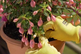 Balkon i taras pełen kwiatów! Wideo #MuratorOgroduje!