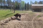 Zagroda Pokazowa Żubrów w Kopnej Górze. Unikalne miejsce na mapie Podlasia