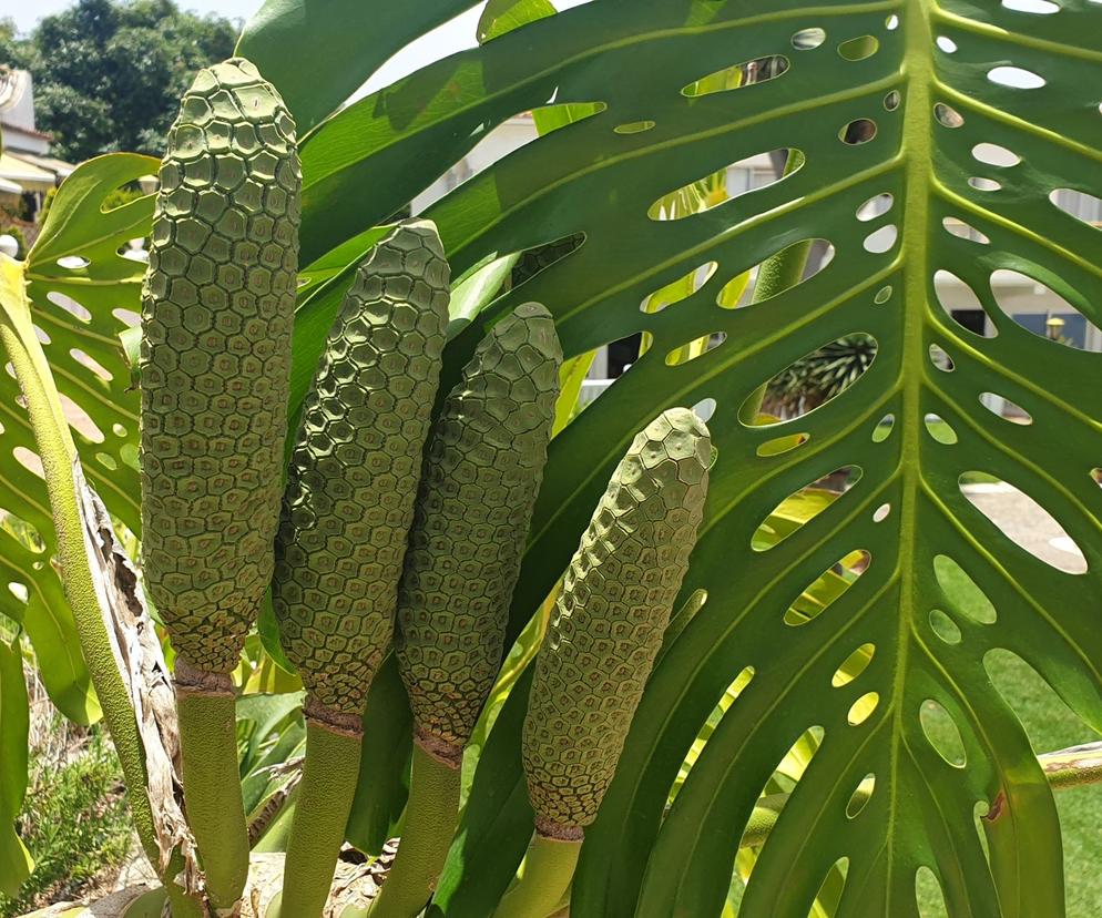 monstera owocuje