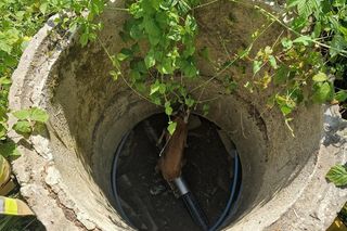 Druhowie z Iwonicza uratowali sarenkę. 