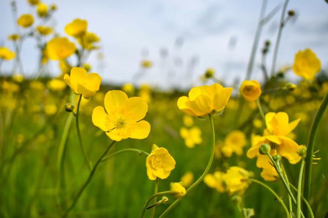 Jaskier ostry - Ranunculus acris