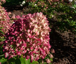 Hortensja bukietowa ‘Little Lime’