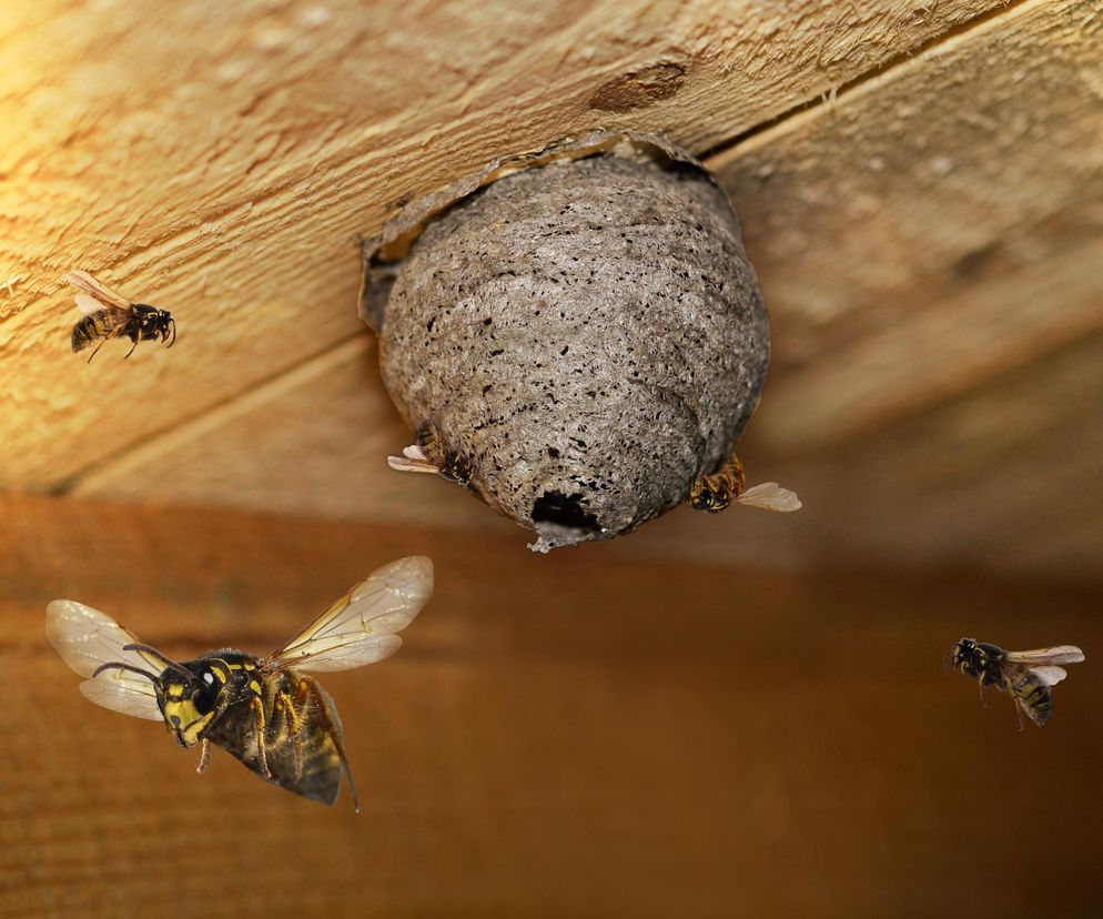 Ich jad może zagrozić życiu, ale gniazda to twój problem. Jak pozbyć się os i szerszeni