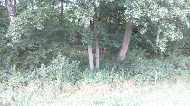 Krowy na wypasie... przy jednej z wrocławskich ulic