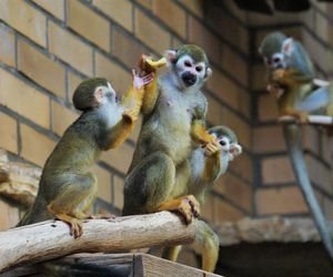 Zwierzęta w opolskim zoo jedzą lody!