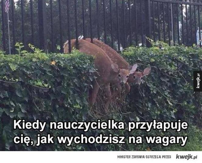 Najlepsze memy na dzień wagarowicza. Wy też urywaliście się z lekcji? 