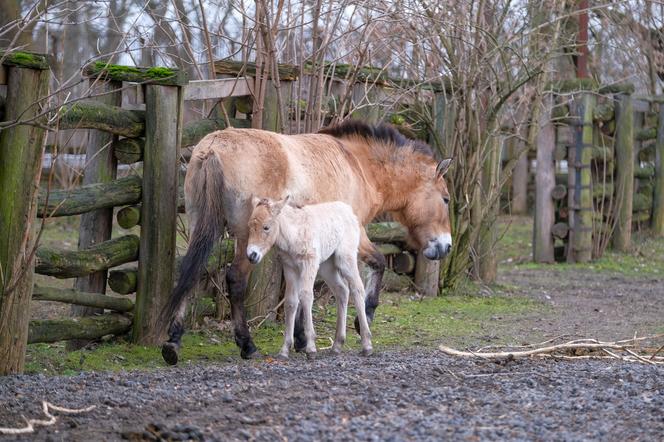 Klaczka konia Przewalskiego z matką Pimą w warszawskim ZOO