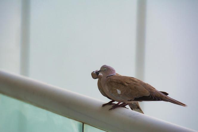 Jak odstraszyć gołębie z balkonu?