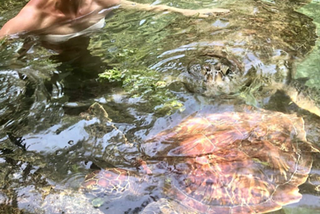 Katarzyna Zielińska pływa z żółwiami