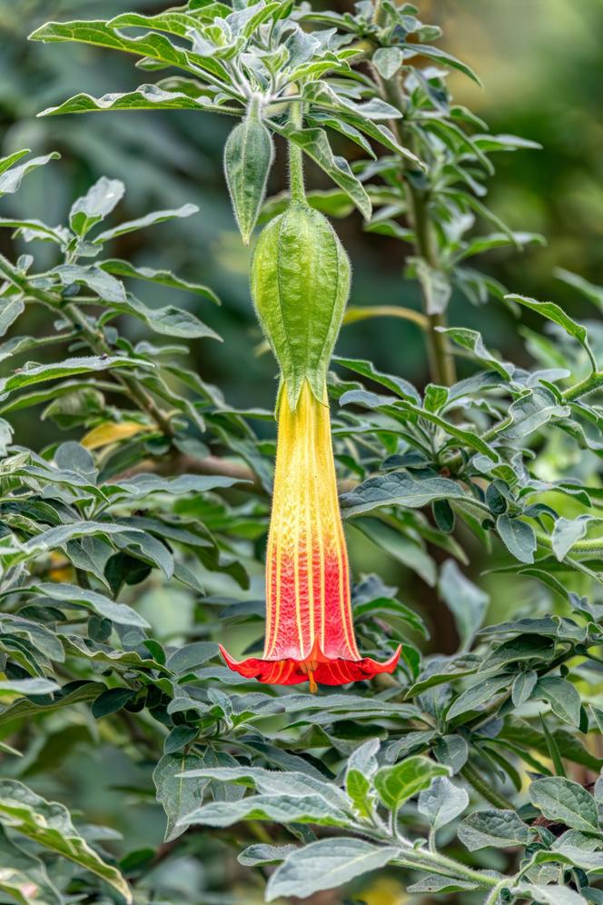 Niesamowita Datura. Zdjęcia