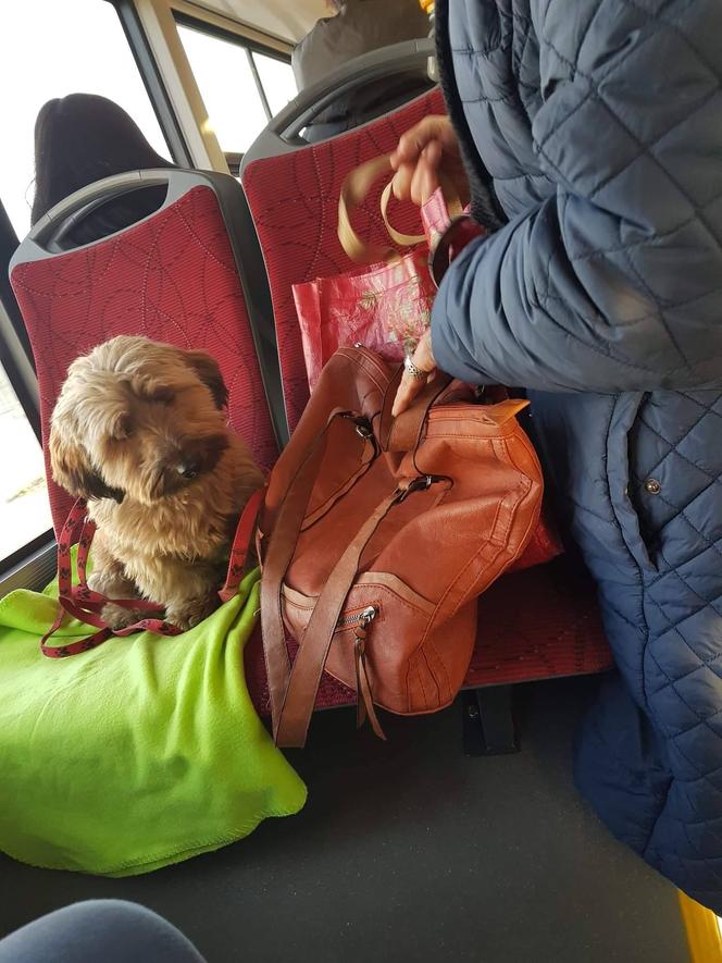 Psy w autobusach ZTM na Śląsku. Tak się je przewozi