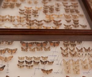 I Międzynarodowy Dzień Wymiany Owadów i Targi Entomologiczne w Bytomiu