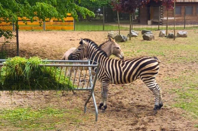 Wspaniała przyjaźń w bydgoskim zoo. „Zebra i osioł zrozumiały, że co dwa ogony to nie jeden”