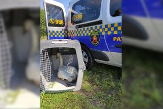 Łabędź uratowany przez Ekopatrol