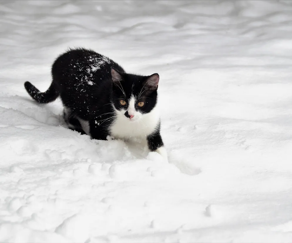 Bezdomne koty z Łomży mają Perspektywę na przetrwanie zimy 