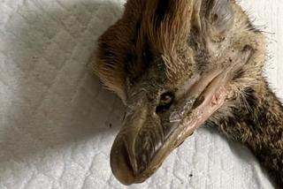 Struś ze złamaną nogą