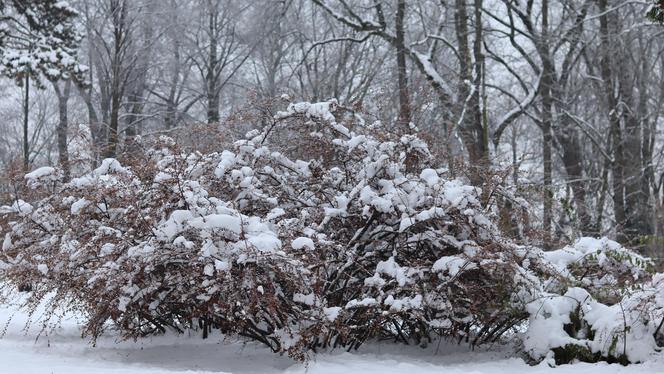 Wszędzie jest biało! Ogród Saski w Lublinie wygląda jak w bajkach Andersena [GALERIA]