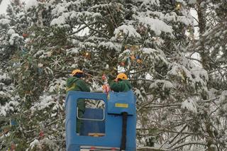 Lubelskiej tradycji stało się zadość. Choinka na LSM-ie już ubrana