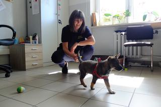 Świdnik. Paloma ma nowy dom. Przygarnęła ją funkcjonariuszka Straży Miejskiej