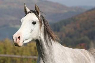 Nie będzie aukcji koni arabskich w Janowie Podlaskim?!