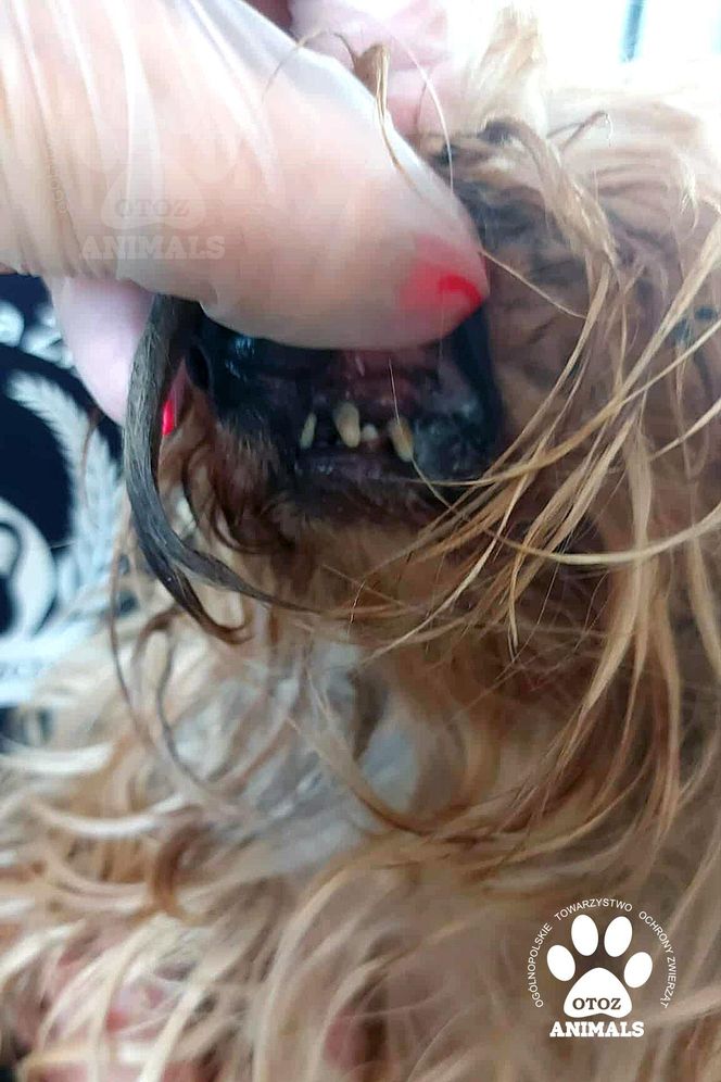 Nie żyje właścicielka pseudo hodowli w Bydgoszczy! 85 psów żyło w strasznych warunkach