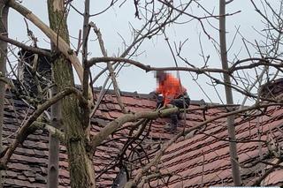Wszedł na dach i drzewo, co za akrobacje!