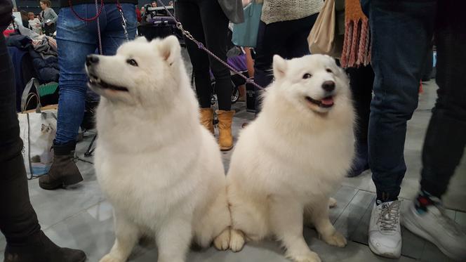 Międzynarodowa Wystawa Psów Rasowych w Bydgoszczy