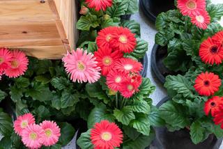 Gerbera