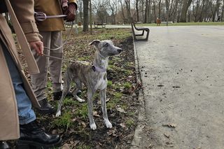Chartoterapia dla WOŚP. Spacer charytatywny z pieskami po Parku Ludowym w Lublinie