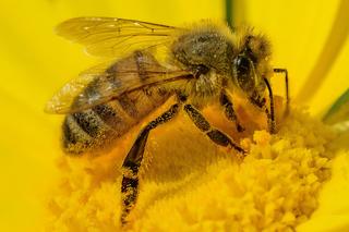 Akcja dokarmiania pszczół we Wrocławiu! Stwórz swoją łąkę kwietną