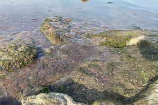 Krążkopławy opanowały świnoujską plażę. To prawdziwa inwazja!