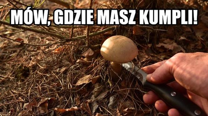 Nóż się w kieszeni otwiera i Janusz i szykuje się na grzyby! MEMY o grzybobraniu [GALERIA]