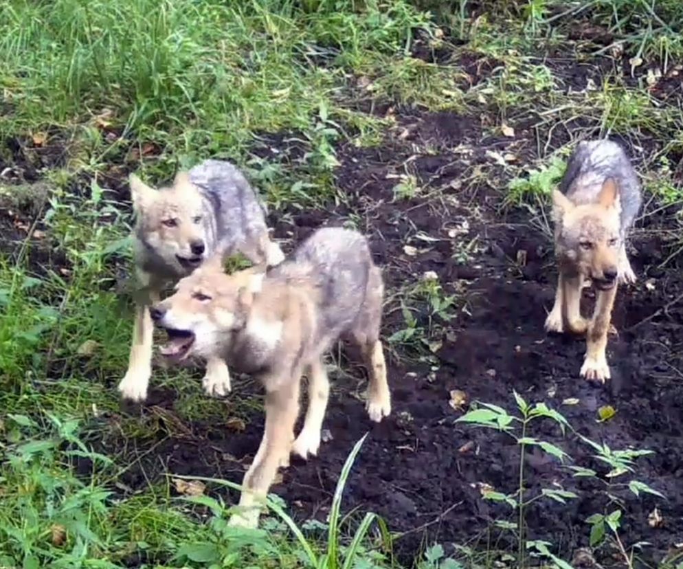 Wyjące wilki w lesie pod Częstochową