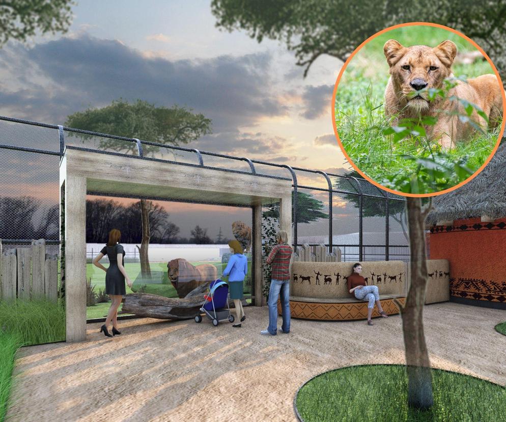 Rusza budowa lwiarni we wrocławskim zoo. Kiedy będziemy mogli ją zwiedzić? 