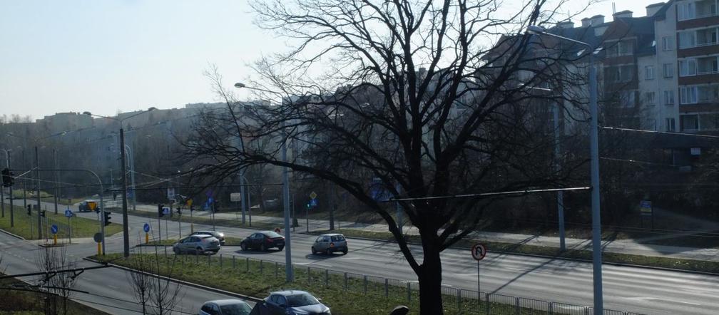 Lubelski dąb ma szanse stać się Drzewem Roku 2021. Jego historia urzeka