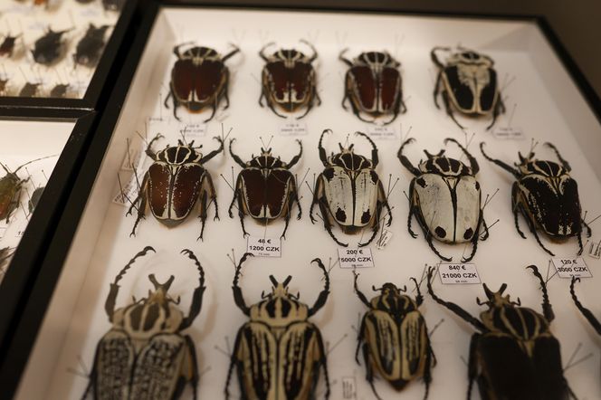 I Międzynarodowy Dzień Wymiany Owadów i Targi Entomologiczne w Bytomiu