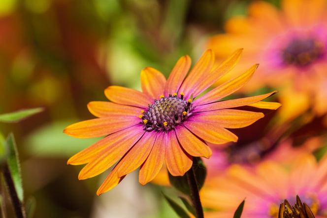 Stokrotka afrykańska - uprawa i pielęgnacja Osteospermum w ogrodzie i na balkonie