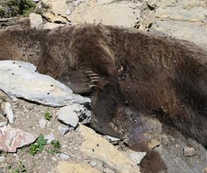 Straciła życie, uciekając przed samcem nieźwiedzia! Tragedia w Tatrach [ZDJĘCIA]