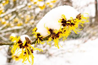 Rośliny kwitnące zimą