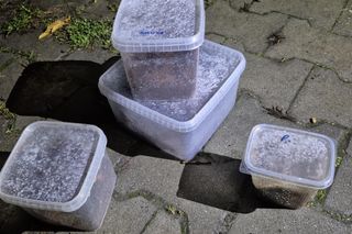 Koszmarne znalezisko w Krakowie. Żywe, jadowite pająki w koszu na śmieci!