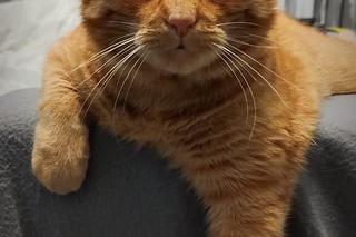 Dziś obchodzimy Międzynarodowy Dzień Kota! Oto „mruczki” naszych Czytelników. DUŻO ZDJĘĆ!