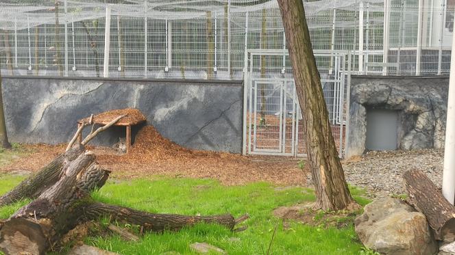 W śląskim ZOO powstała nowa woliera dla panter śnieżnych