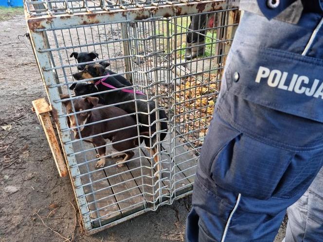 ​Policjanci przerwali dramat zwierząt w gminie Lipno. Były niedożywione, zapchlone, chore... 