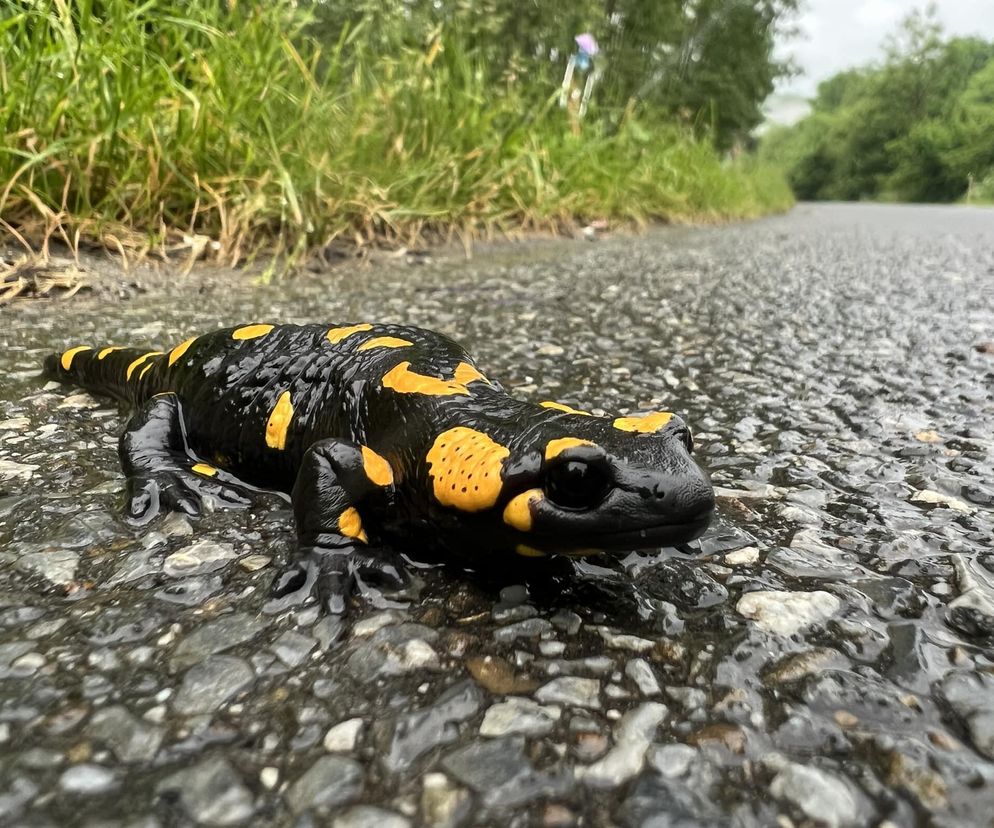 Salamandra plamista 