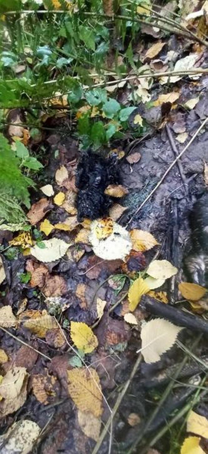Lubelskie. Grzybiarze znaleźli Elzę w lesie. Psiak ledwo przeżył. Fundacja szuka dla niej nowego domu