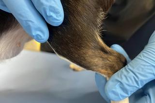 Ania z guzem ściągnięta z frontu