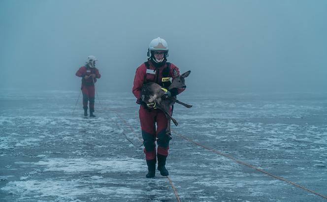 Strażacy z OSP Wolin ratowali sarenkę uwięzioną na lodzie