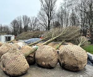 Wielkie drzewa staną w Ogrodzie Płaszów. Nasadzenia już trwają