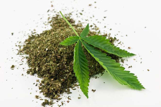 Marihuana i jej wpływ na zdrowie. Jak THC wpływa na mózg?